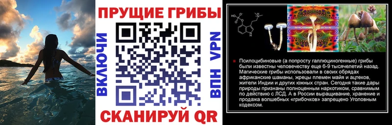 где можно купить наркотик  Лермонтов  Галлюциногенные грибы Psilocybe 